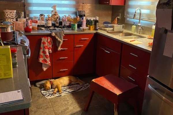 House sit in Thunder Bay, ON, Canada