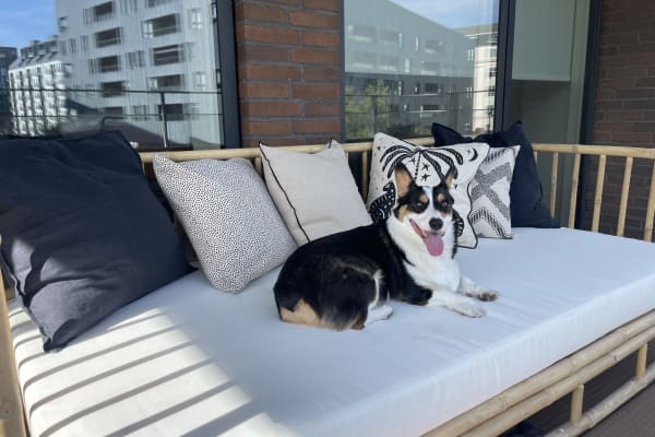 House sit in Copenhagen, Denmark