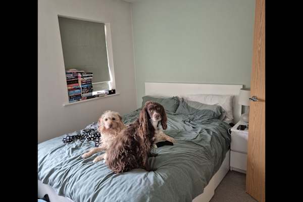 House sit in Bath, United Kingdom