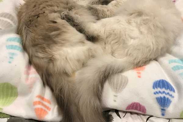 House sit in Melbourne, VIC, Australia