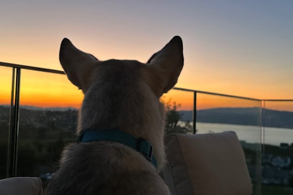 House sit in Wollerau, Switzerland