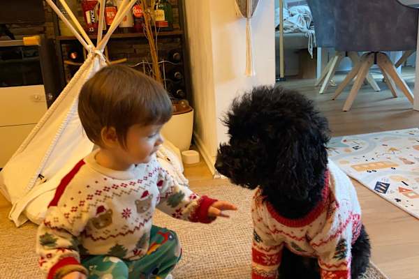 House sit in Vienna, Austria
