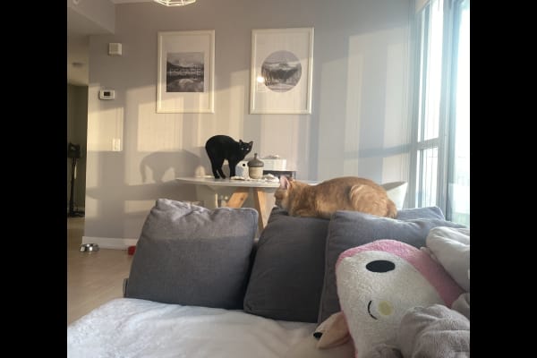 House sit in Toronto, ON, Canada