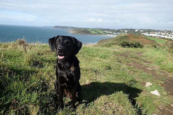 House sit in Oystermouth, United Kingdom