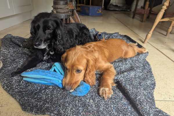 House sit in Winkleigh, United Kingdom