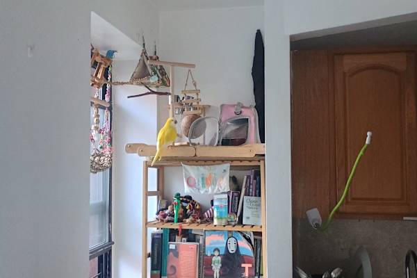 House sit in New York City, NY, US