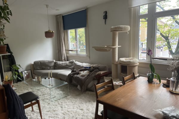 House sit in Amsterdam, Netherlands