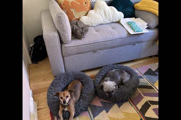 House sit in Albuquerque, NM, US