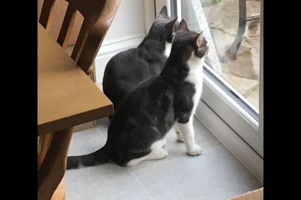 House sit in Bourton, United Kingdom