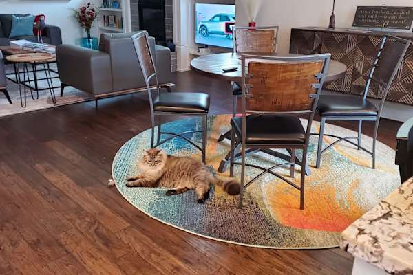 House sit in Indio, CA, US