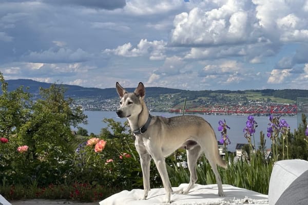 House sit in Wollerau, Switzerland