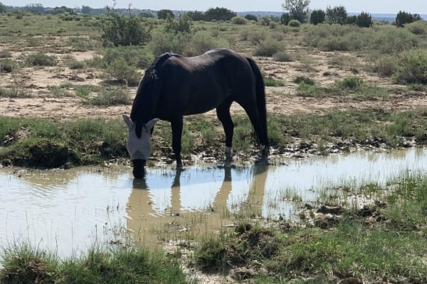 House sit in Los Cerrillos, NM, US