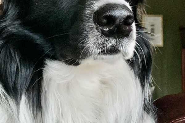 House sit in Chemainus, BC, Canada