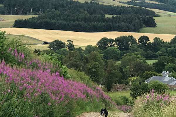 House sit in Traquair, United Kingdom