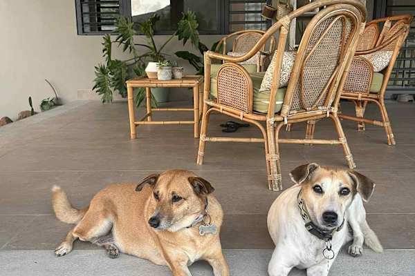 House sit in Tamarin, Mauritius