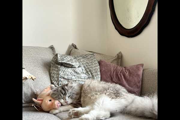 House sit in London, United Kingdom