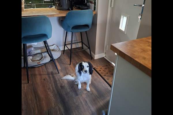 House sit in Guisborough, United Kingdom