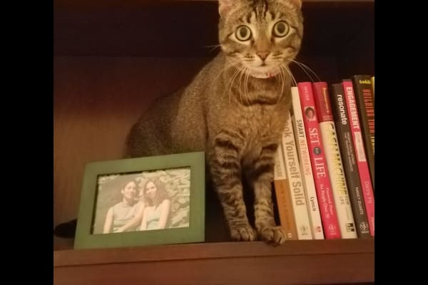 House sit in Beaverton, OR, US