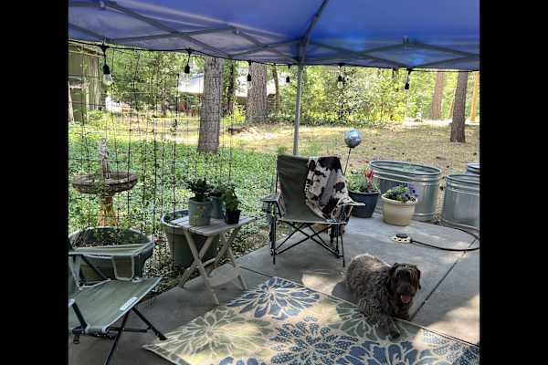 House sit in Grass Valley, CA, US