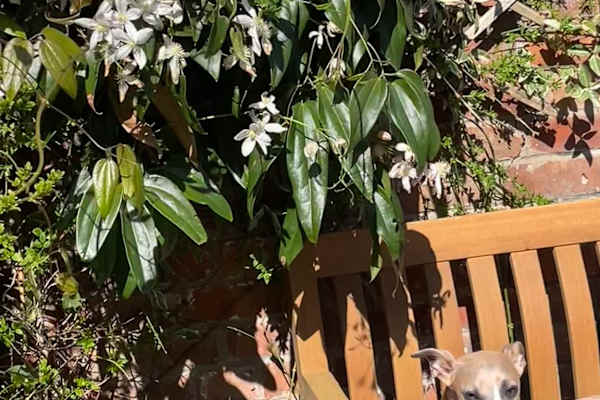 House sit in Oxford, United Kingdom