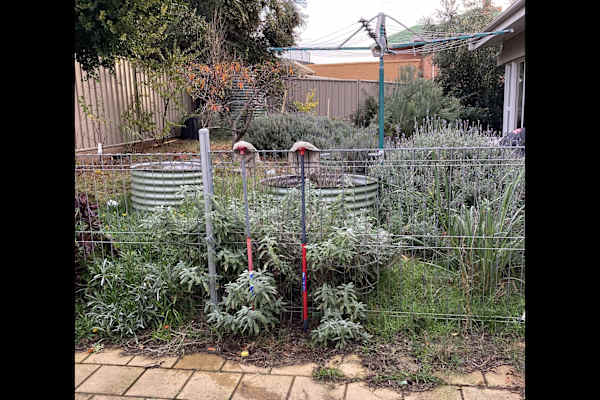 House sit in Adelaide, SA, Australia