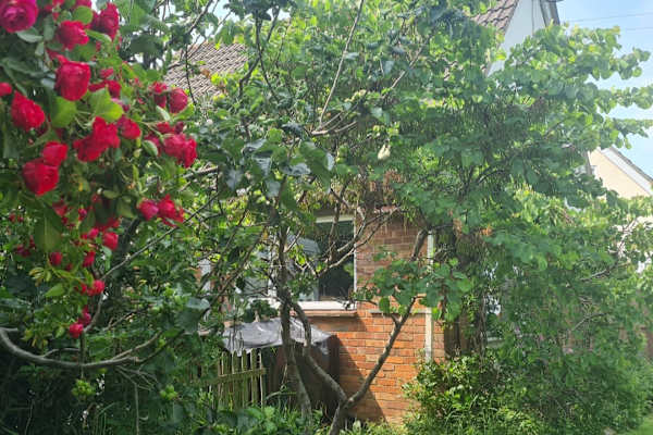 House sit in Calne, United Kingdom