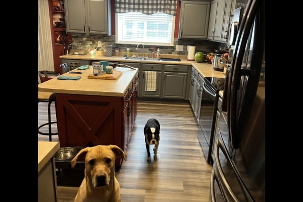 House sit in Charlotte, NC, US