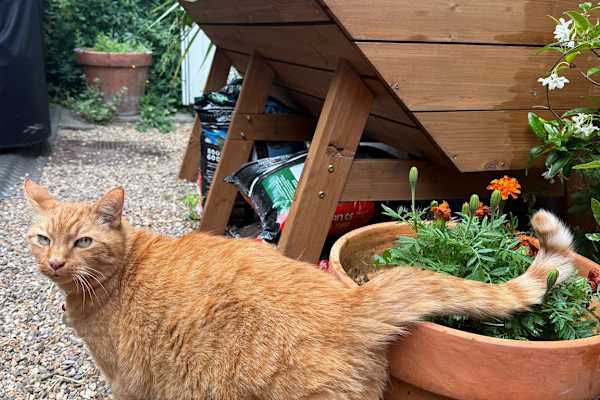 House sit in London, United Kingdom