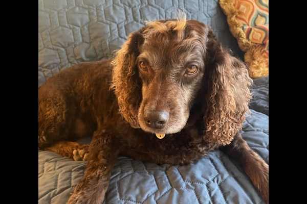 House sit in Williamsburg, VA, US