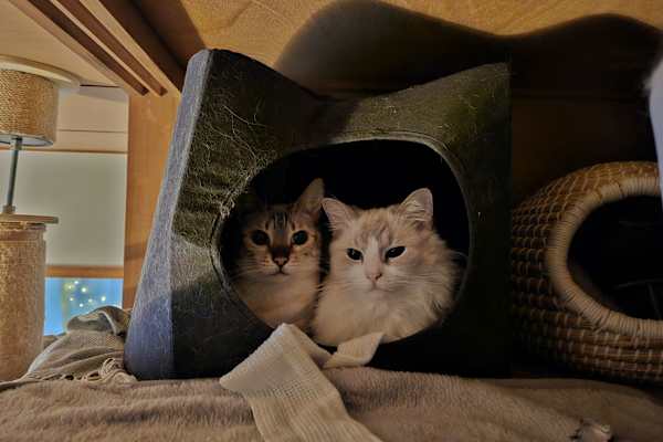 House sit in Tokyo, Japan