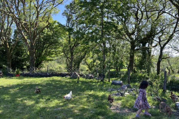 House sit in Boyle, Ireland