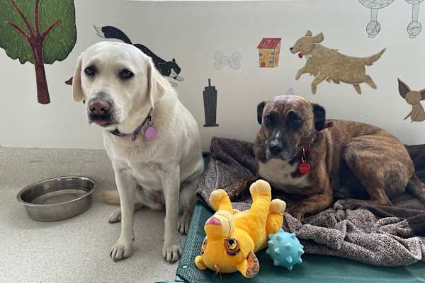 House sit in Sydney, NSW, Australia