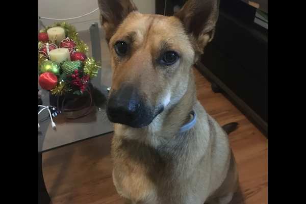 House sit in São Carlos, Brazil