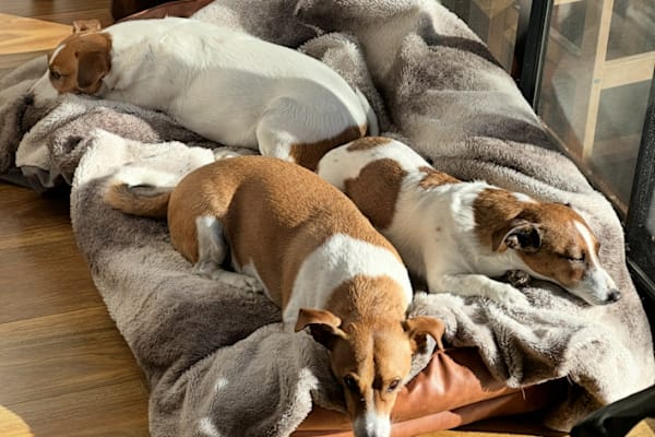 House sit in Melbourne, VIC, Australia