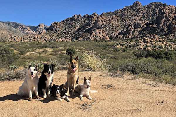 House sit in Benson, AZ, US