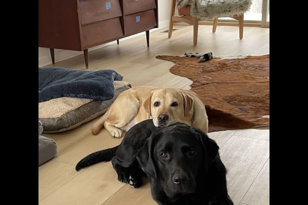 House sit in Reston, VA, US