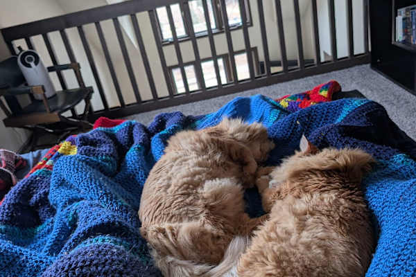 House sit in Des Moines, IA, US