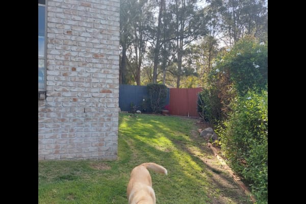 House sit in Brisbane, QLD, Australia