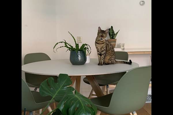 House sit in Amsterdam, Netherlands