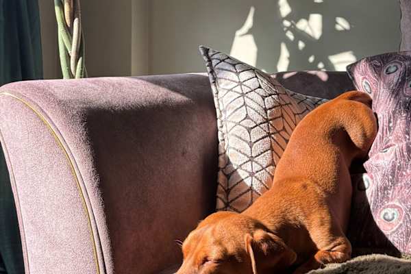 House sit in Southampton, United Kingdom