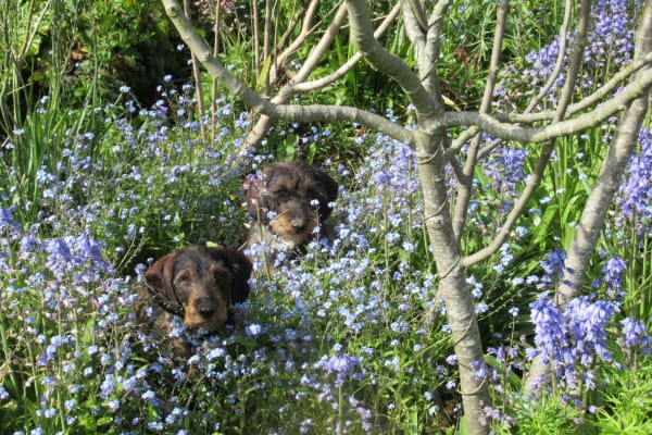 House sit in Saint Helier, Jersey