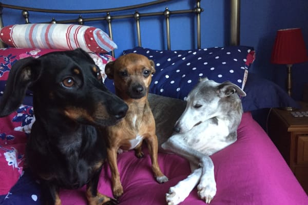 House sit in Framlingham, United Kingdom