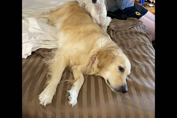 House sit in Vancouver, BC, Canada