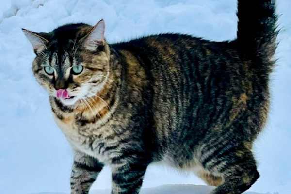 House sit in Stratford, ON, Canada