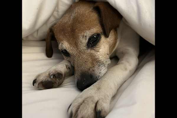 House sit in Royal Tunbridge Wells, United Kingdom