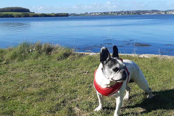 House sit in Cawsand, United Kingdom