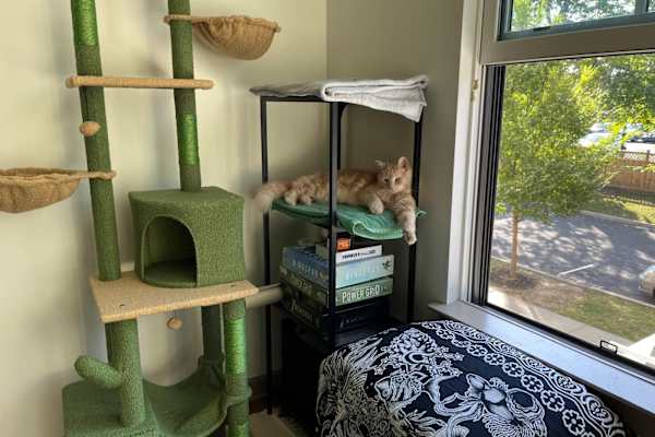 House sit in Princeton, NJ, US