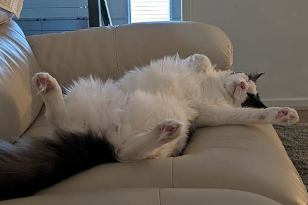 House sit in Townsville, QLD, Australia