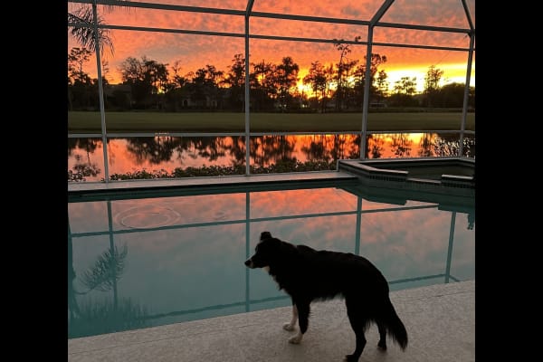 House sit in Fort Myers, FL, US