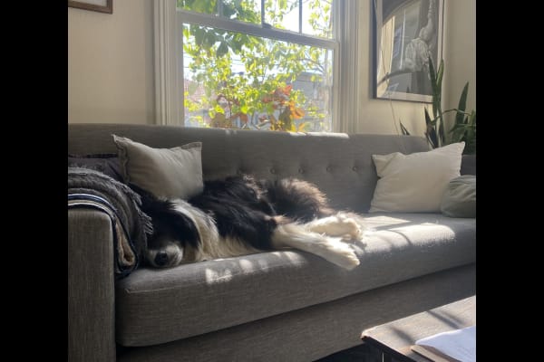 House sit in Oakland, CA, US